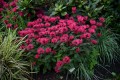 bee-happy_monarda-hybrida_74279_4.jpg