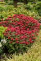 bee-happy_monarda-hybrida_74279_5.jpg