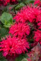 bee-happy_monarda-hybrida_74279_6.jpg