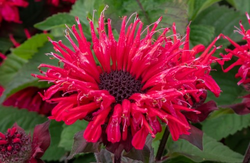 bee-happy_monarda-hybrida_74279_1.jpg