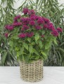 bee-true_monarda-hybrida_74281_2.jpg