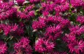 bee-true_monarda-hybrida_74281_3.jpg