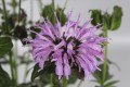 sugar-buzz-blue-moon_monarda-hybrida_77502_1.jpg