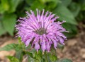 sugar-buzz-blue-moon_monarda-hybrida_77502_2.jpg
