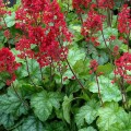 tokyo_heuchera_73028_1.jpg
