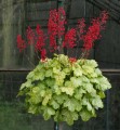 tokyo_heuchera_73028_2.jpg