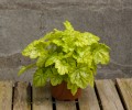 tokyo_heuchera_73028_3.jpg