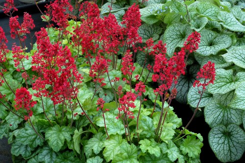 tokyo_heuchera_73028_4.jpg
