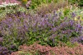 weinheim-big-blue_nepeta-hybrida_74943_2.jpg