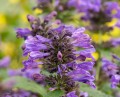 weinheim-big-blue_nepeta-hybrida_74943_1.jpg