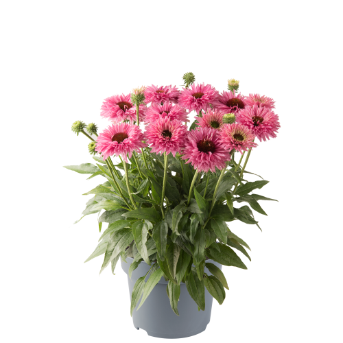 Echinacea_purpurea-Bolero_Pink_44539_P_1.png