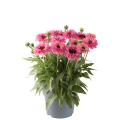 Echinacea_purpurea-Bolero_Pink_44539_P_1.png