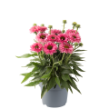 Echinacea_purpurea-Bolero_Rose_44540_P_1.png