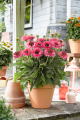 Echinacea_purpurea-Bolero_Rose_44540_S_1.png