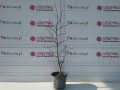 IMG_20251031_122748.jpg