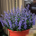 Nepeta_faassenii-Picture_Purrfect___37021_S_1.png