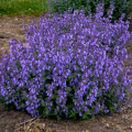 Nepeta_faassenii-Picture_Purrfect___37021_S_2.png