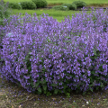 Nepeta_faassenii-Picture_Purrfect___37021_S_3.png