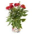 Echinacea_purpurea-Sombrero®_Double_Cranberry_20355_P_2.png