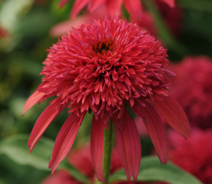 Jeżówka Sombrero® Double 'Cranberry' K2