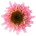 Echinacea_purpurea-Sombrero®_Double_Pink_43123_C_1.png
