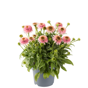 Jeżówka Sombrero® Double 'Pink' K2