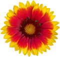 Gaillardia_aristata-Guapa_Flamenco_Bicolour_36993_C_1.png