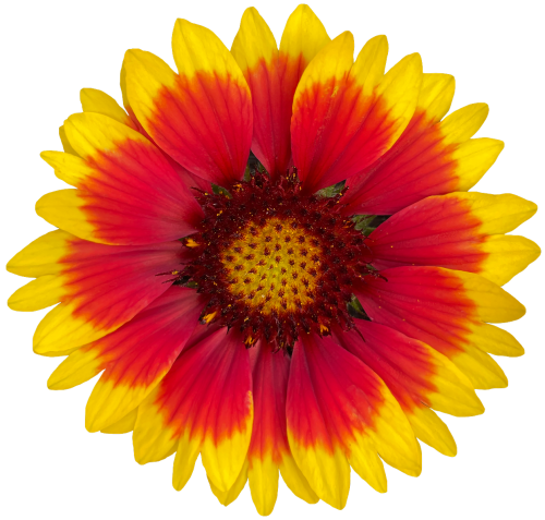 Gaillardia_aristata-Guapa_Flamenco_Bicolour_36993_C_1.png