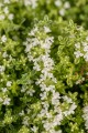 highland-cream_thymus-praecox_71450_2.jpg