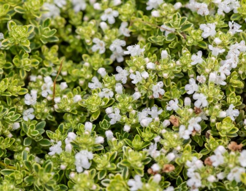 highland-cream_thymus-praecox_71450_1.jpg