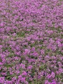 red-carpet_thymus-praecox_71452_2.jpg