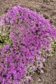 red-carpet_thymus-praecox_71452_1.jpg