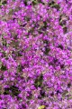 red-carpet_thymus-praecox_71452_3.jpg