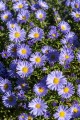 mittelmeer_aster-dumosus_74026_1.jpg