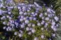 mittelmeer_aster-dumosus_74026_3.jpg