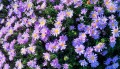 mittelmeer_aster-dumosus_74026_4.jpg