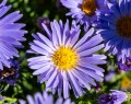 mittelmeer_aster-dumosus_74026_2.jpg