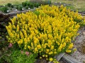 lysimachia-punctata_lysimachia-punctata_71399_1.jpg