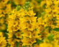 lysimachia-punctata_lysimachia-punctata_71399_2.jpg