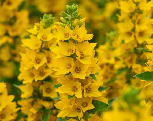 lysimachia-punctata_lysimachia-punctata_71399_2.jpg