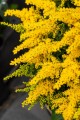 golden-dwarf_solidago-hybrida_73984_2.jpg