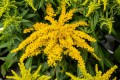 golden-dwarf_solidago-hybrida_73984_3.jpg