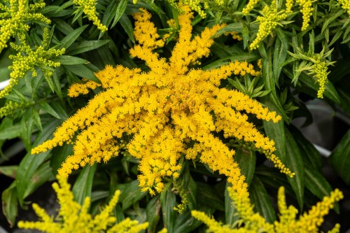 golden-dwarf_solidago-hybrida_73984_3.jpg