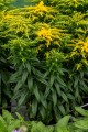 golden-dwarf_solidago-hybrida_73984_4.jpg