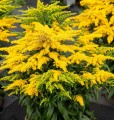golden-dwarf_solidago-hybrida_73984_1.jpg