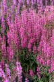 luminara-hot-pink_lythrum-hybrida_77376_1.jpg