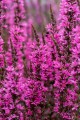 luminara-hot-pink_lythrum-hybrida_77376_2.jpg