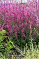 luminara-hot-pink_lythrum-hybrida_77376_3.jpg