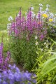 luminara-hot-pink_lythrum-hybrida_77376_4.jpg