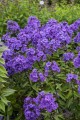 blue-paradise_phlox-paniculata_76214_1.jpg